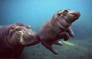 hippo-2010_web